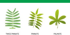 What Is a Compound Leaf in Plants?