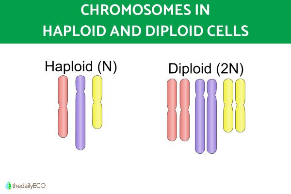 Difference Between Haploid and Diploid Cells - What is a diploid cell?