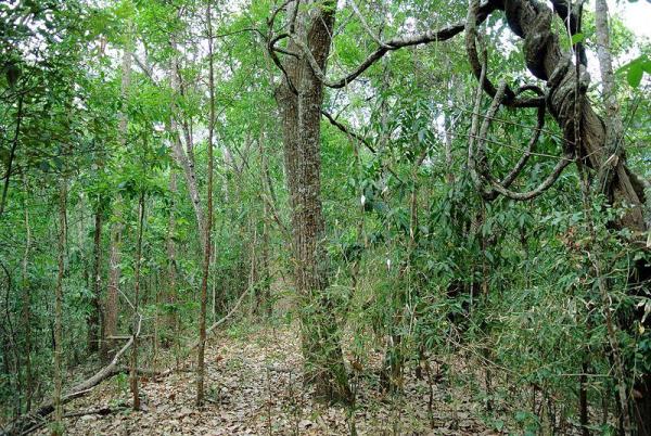What is a Dry Forest?