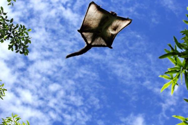 What Is a Flying Mammal? - Types and Examples