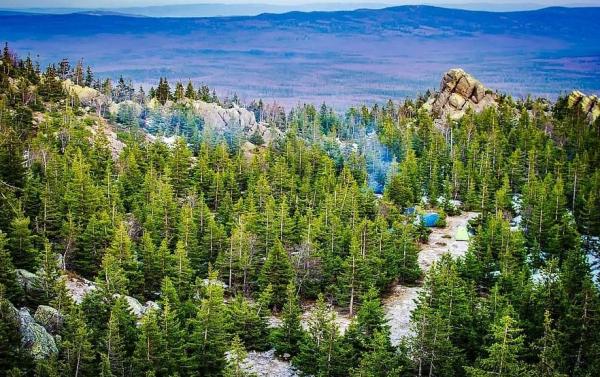 Differences Between Forest and Jungle - What is a forest?