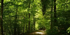 What Is a Forest Ecosystem?