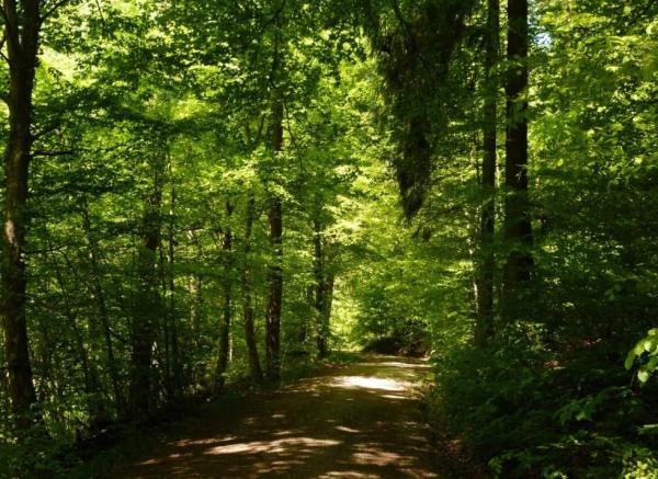 What Is a Forest Ecosystem?