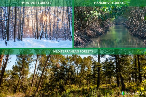 What Is a Forest Ecosystem? -