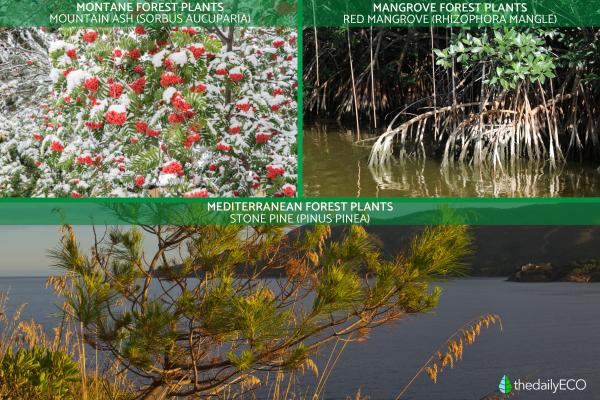 What Is a Forest Ecosystem? -