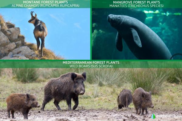 What Is a Forest Ecosystem? -