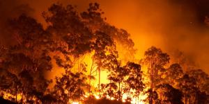 What is a forest fire?