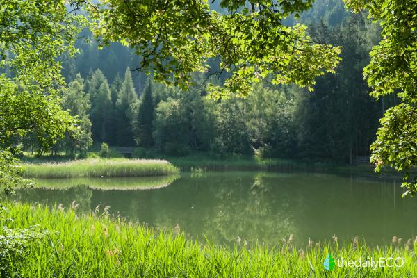 What Is A Gallery Forest?