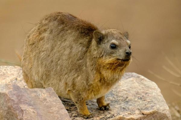 What Is a Hyrax Animal? - What is a hyrax?