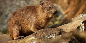 What Is a Hyrax Animal?