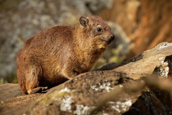 What Is a Hyrax Animal?