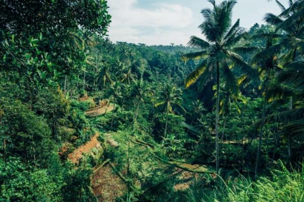 Differences Between Forest and Jungle - What is a jungle?