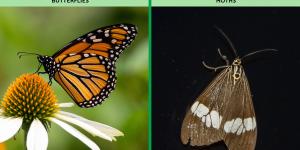 What Is a Lepidopteran?