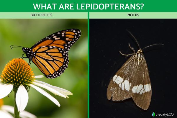 What Is a Lepidopteran?