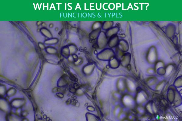 What is a Leucoplast?