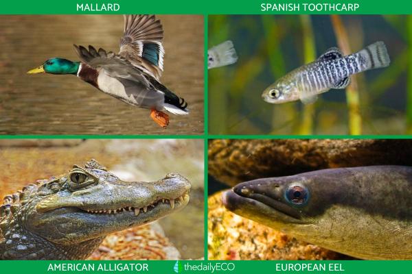 What Is a Marsh? - Marshland Definition -