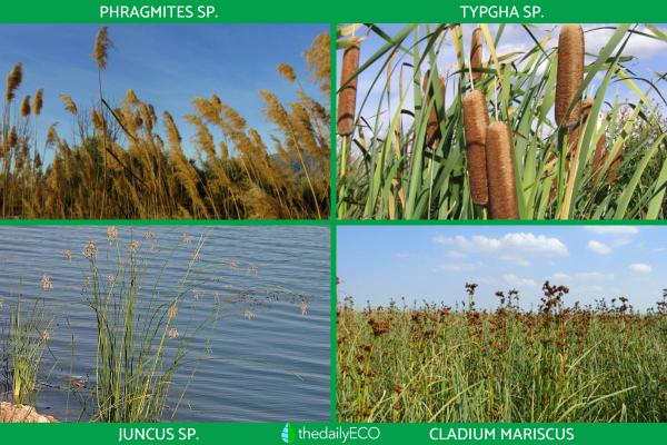 What Is a Marsh? - Marshland Definition -
