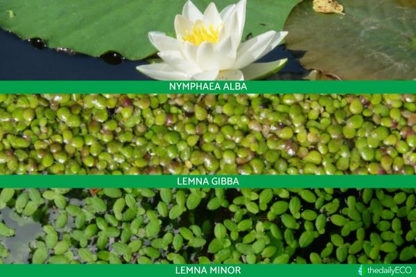 What Is a Marsh? - Marshland Definition -
