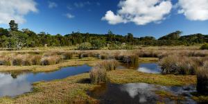 What is a Mixed Ecosystem?