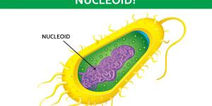 What is a Nucleoid? - The DNA of Prokaryotic Cells