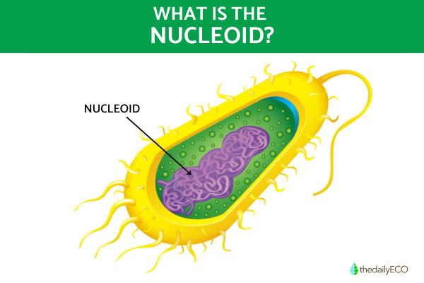 What is a Nucleoid? - The DNA of Prokaryotic Cells