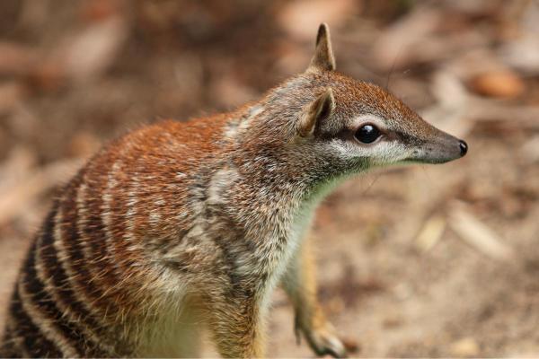 What Is a Numbat Animal? - What is a numbat animal?