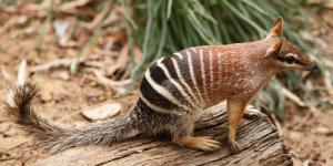 What Is a Numbat Animal?