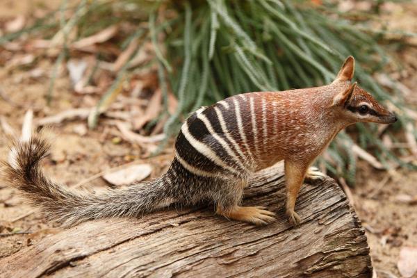 What Is a Numbat Animal?