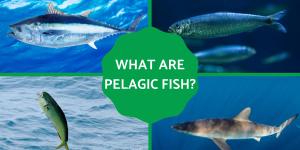 What Is a Pelagic Fish?