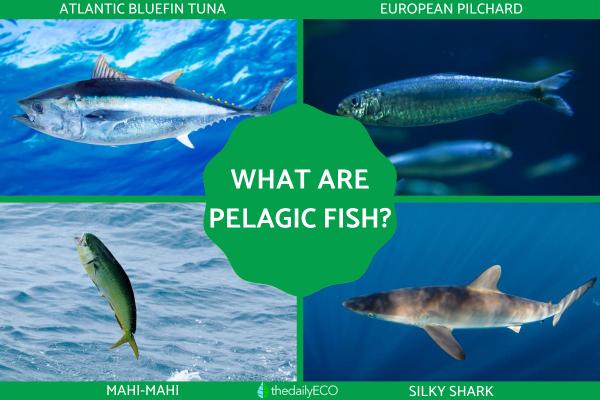 What Is a Pelagic Fish?