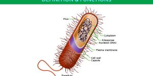 What is a Prokaryotic Cell and Its Functions?