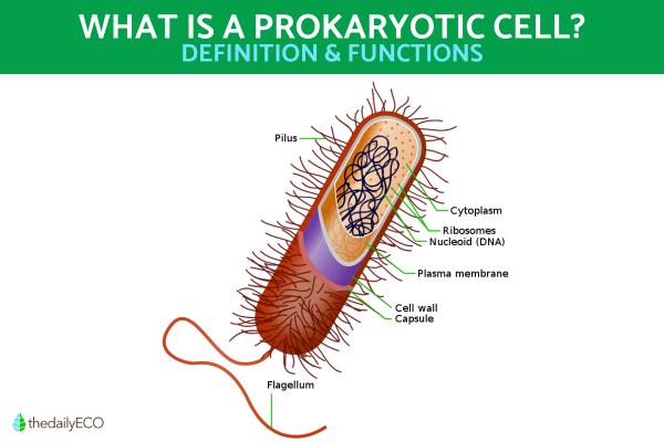 What is a Prokaryotic Cell and Its Functions?
