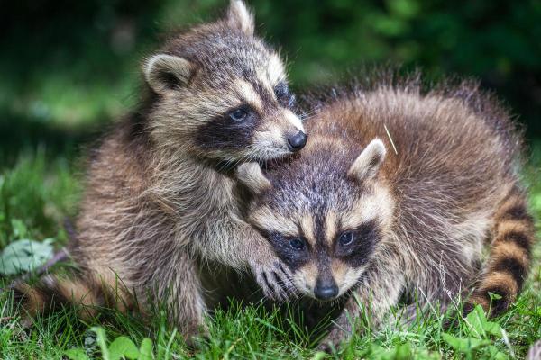 Difference Between Badger vs. Raccoon - What is a raccoon?