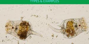 What Is a Rotifer? - Types and Examples