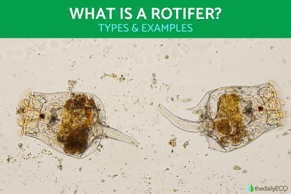 What Is a Rotifer? - Types and Examples