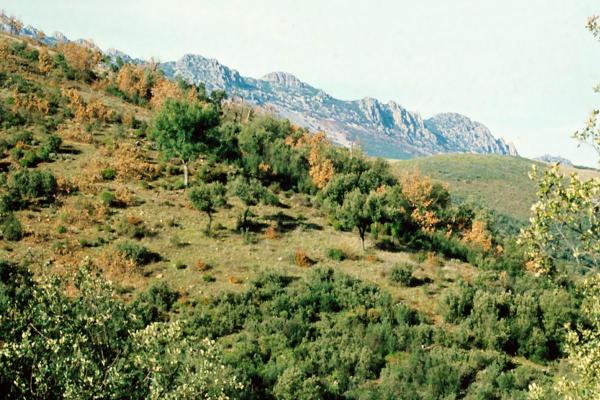 What Is a Sclerophyllous Forest?