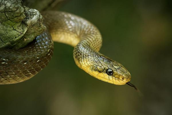 Are a Serpent and a Snake the Same Thing? - What is a serpent?