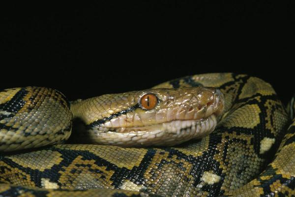 Are a Serpent and a Snake the Same Thing? - What is a snake?