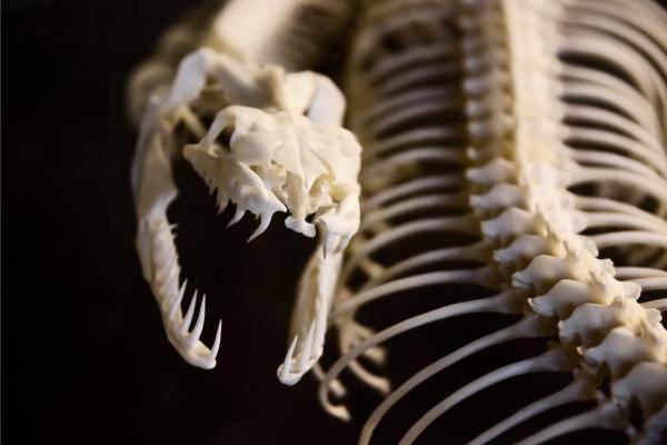 Does a Snake Have a Backbone? - What is a snake skeleton like?