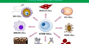 What Is a Stem Cell and What Does It Do?
