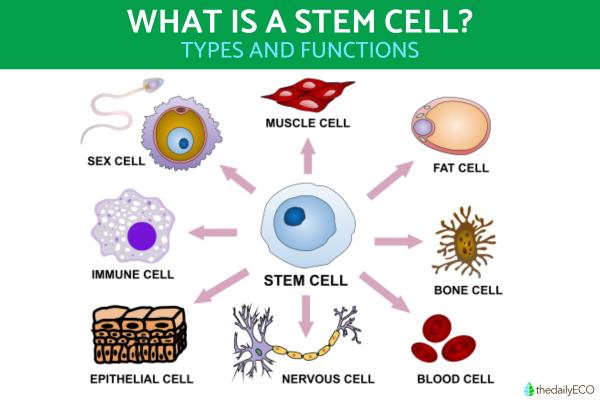 What Is a Stem Cell and What Does It Do?