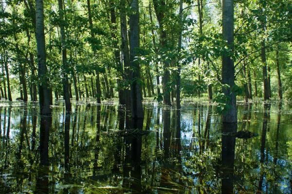 What Is a Swamp Forest?