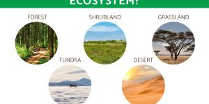 What Is a Terrestrial Ecosystem?