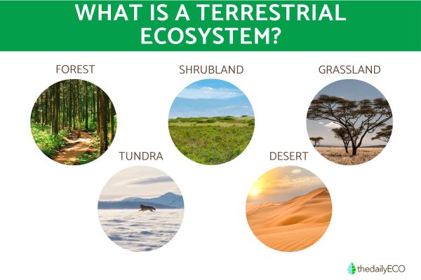 What Is a Terrestrial Ecosystem?