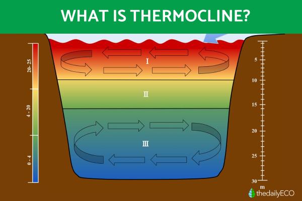 What Is a Thermocline and How Is It Formed?
