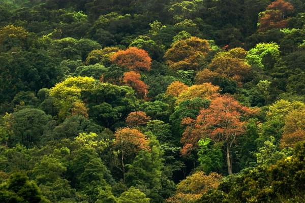 What Are Tree Canopies? - What is a tree canopy?