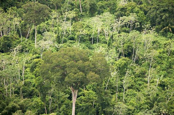 What is a Dry Forest? - What is a tropical dry forest?