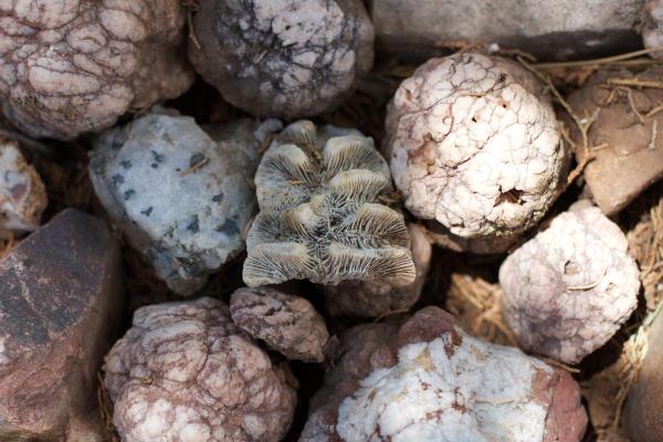 What Are Truffles and What Are They For? - What is a truffle?