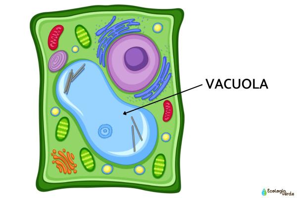 What are Vacuoles and What Do They Do? - What is a vacuole?