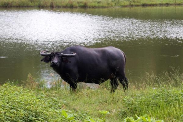 Differences Between Water Bison vs. Buffalo - What is a water buffalo?